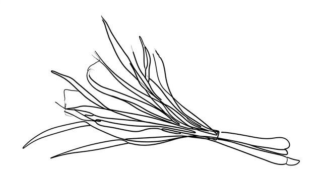 Hand drawn green onion sketch white background.