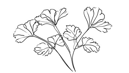 Naklejka premium Hand drawn parsley leaves illustration white background.