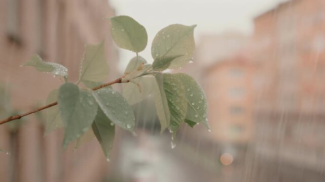 Close up of green leaves with water droplets in rainy weather in an urban setting