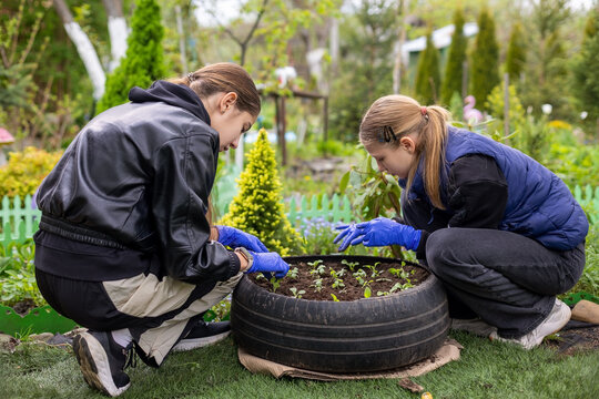 Two girls planting seedlings in garden. Two girls wearing gloves plant young seedlings in a recycled tire garden bed, showing teamwork, nature care, and sustainable gardening.