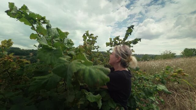 Middle Aged Woman Picking Fresh Green Hazelnuts in Agriculture Orchard