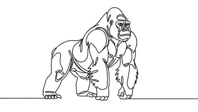 Gorilla line art illustration white background.