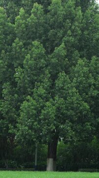 Neat green lawn and dense forest of leafy trees on rainy day