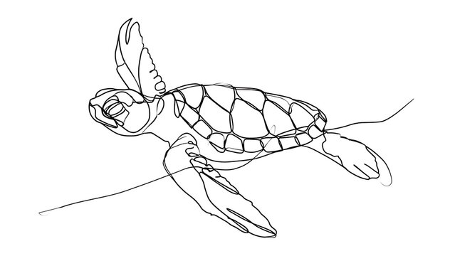 Cute baby sea turtle swimming white background.