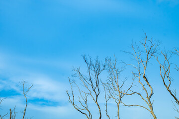 Fototapeta premium Bare dry tree branches silhouette against clear blue sky with soft white clouds
