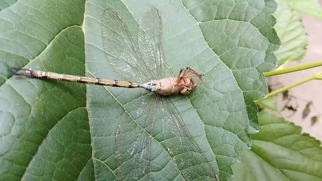 High angle shot of a dead or dying dragonfly lying upside down on a green leaf