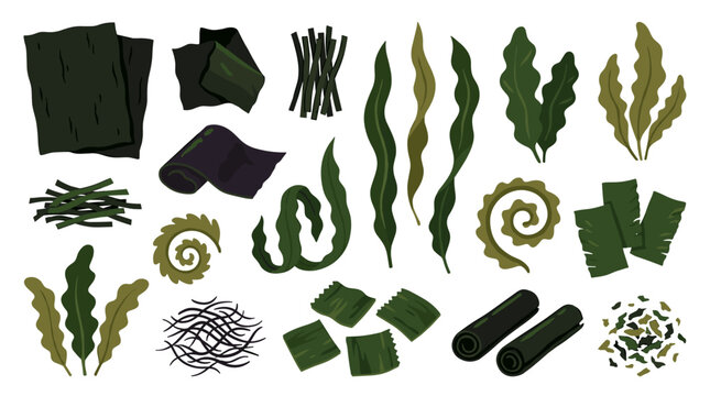 Set of various edible seaweed types including nori sheets, dried kelp strands, and fresh wakame leaves, perfect for sushi or healthy cuisine