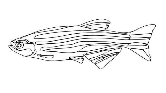 Line art zebra fish illustration on white background.