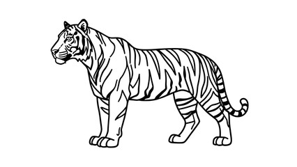 Obraz premium Illustration of a tiger on white background.
