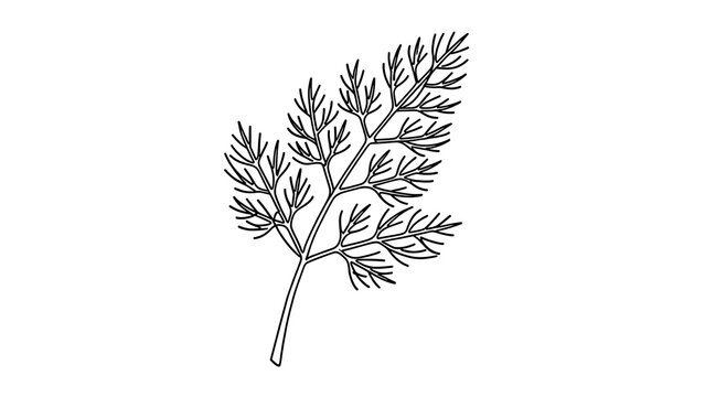 Dill herb illustration on white background.