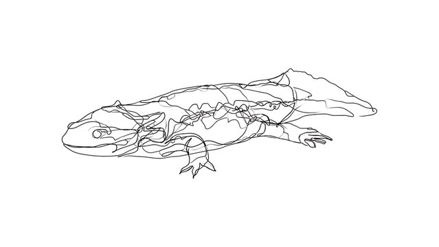 Detailed lizard line drawing on white background.
