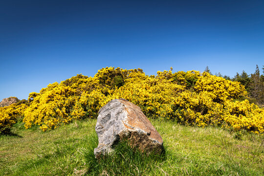 A clear, summer HDR landscape image of European Gorse, Ulex europaeus, aka furze and whin, flowering in the Sutherland sunshine, Scotland.