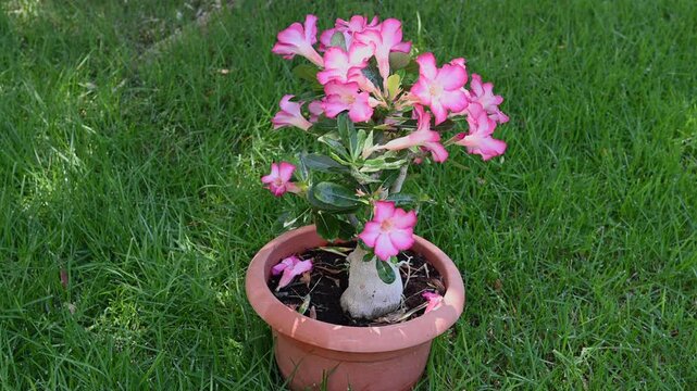 A healthy Desert Rose (Adenium obesum) with vibrant pink flowers growing in a terracotta pot on a green lawn in a soft breeze. 