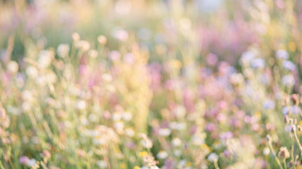 Obraz premium Soft blurry meadow background with spring flowers and warm light, dreamy nature atmosphere, romantic botanical design, peaceful aesthetic landscape, bright spring holiday celebration.
