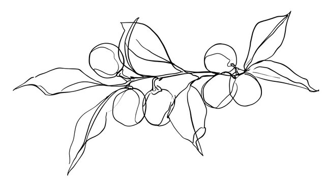 Minimalist olive branch sketch on white background.