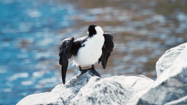 Little pied cormorant perches on a rock beside the sea during the day to dry its black and white feathers in the warm sun