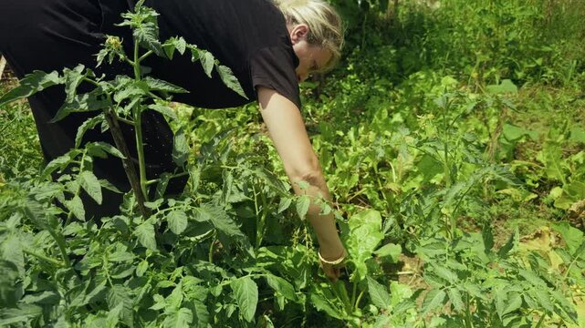 Blond Woman Collecting Plants ing Green Garden