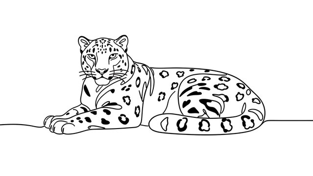 Snow leopard line art illustration white background.