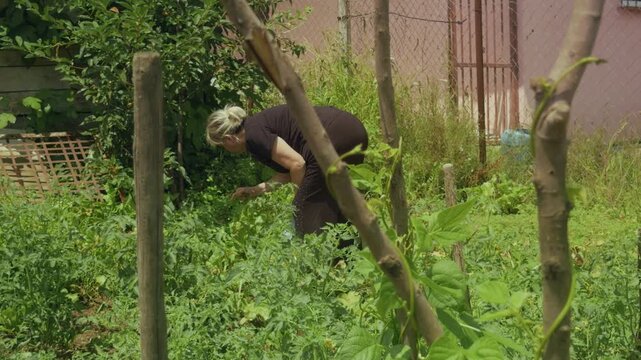 Blond Woman Collecting Plants ing Green Garden