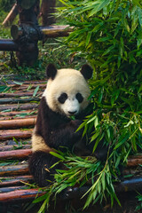 Panda eating Bamboo © Pete Niesen Photo