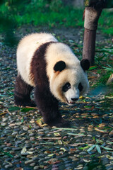 Panda walking © Pete Niesen Photo