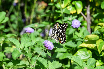 A lime butterfly on the Brazilian Buttonflower. © Reallyice