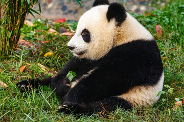 Giant panda bear eating © Pete Niesen Photo