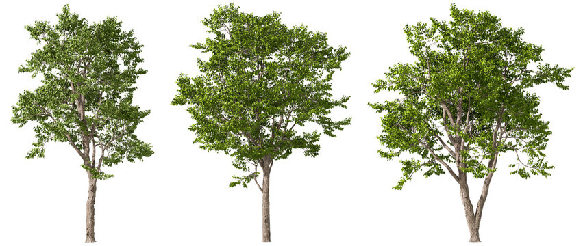 Parks green trees refreshing set isolated transparent backgrounds 3d rendering png