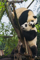 Panda bears playing © Pete Niesen Photo