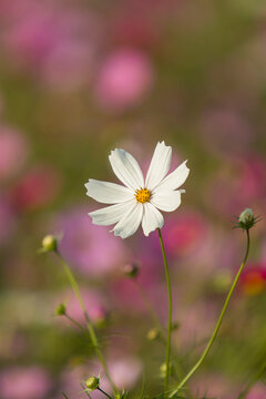 White cosmos flower against pink bokeh background &ndash; autumn floral nature