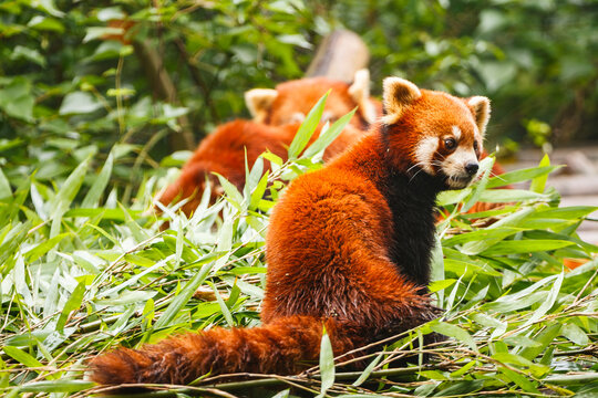 Red panda bear