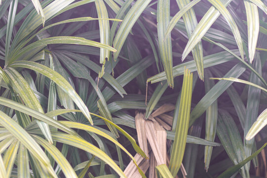Fresh pandan leaves with vibrant green foliage, showcasing aromatic tropical plant used in Asian cooking and herbal traditions