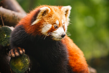 Red panda bear © Pete Niesen Photo