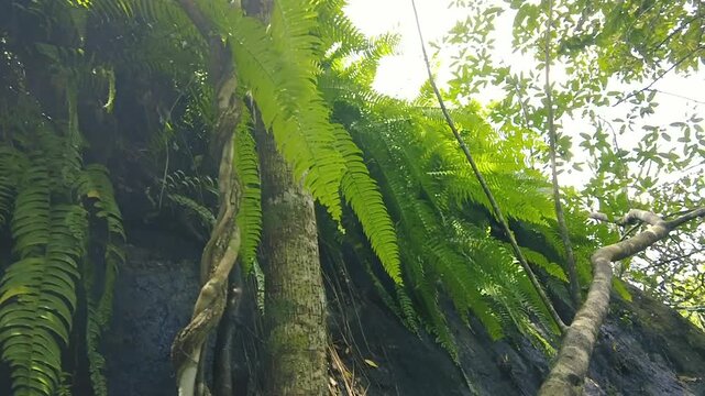 Lush green ferns and twisted tree vines growing on forest cliff face low angle shot for background
