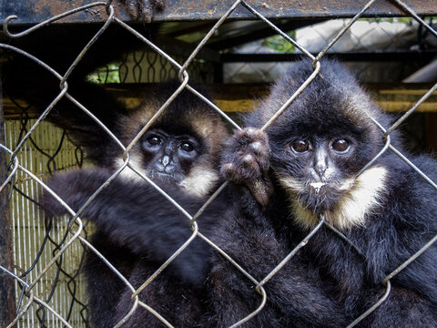 Pair of young but over 1 year of age southern white cheeked male gibbon apes or monkeys Nomascus siki, look directly at camera