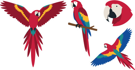 Beautiful scarlet macaw parrot vector set with tropical bird characters flying perched and head profile icon isolated on white background © MDSHAHINALAM