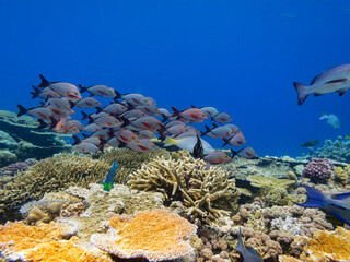 Great Barrier Reef Australia © Pete Niesen Photo
