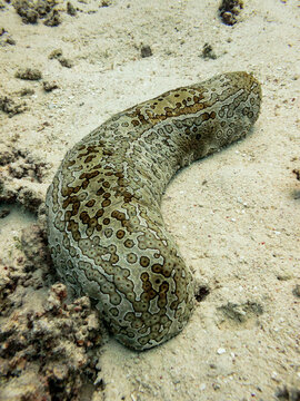 Great Barrier Reef Australia