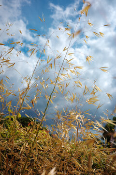 golden grass and seeds against the sky