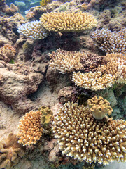 Hard stony coral Great Barrier Reef Australia © Pete Niesen Photo