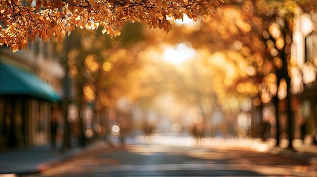 Sun-drenched autumn street lined with trees showing golden foliage and soft light