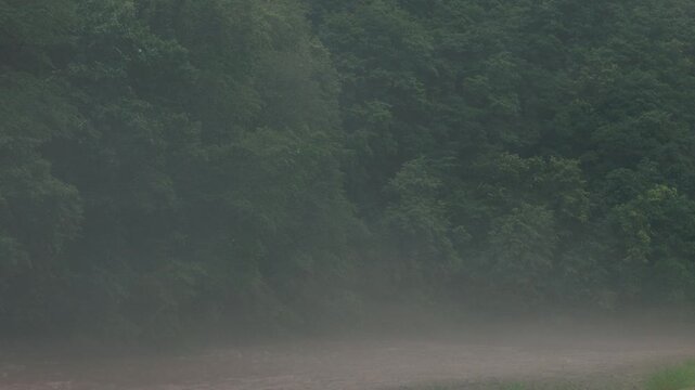 Brown muddy river flowing through a lush green forest