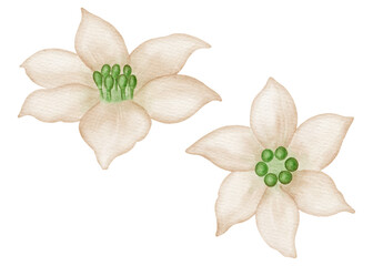 Fototapeta premium Watercolor bell pepper flowers illustration. Hand drawn delicate white blooms of sweet paprika plant isolated on a white background. Botanical clipart.