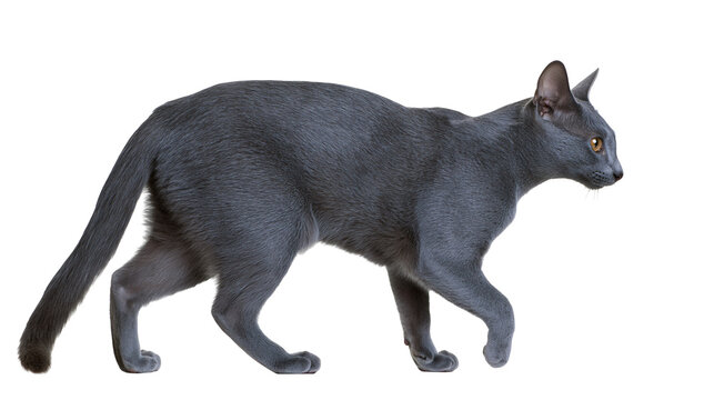 Slender grey Oriental Shorthair cat walking, isolated on transparent background