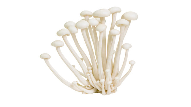 Cluster of white enoki mushrooms with delicate stems and small caps, isolated on transparent background