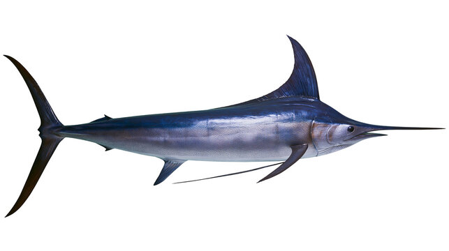 Blue marlin fish with pointed bill and dorsal fin, isolated on transparent background