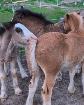 donkey and foal
