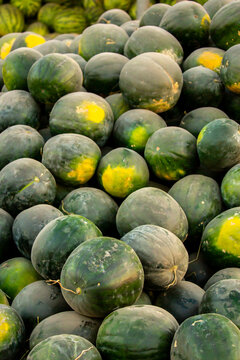 Juicy Asian watermelons. A large pile of ripe watermelons lies in a field in the sunset light. A close-up of many watermelons.