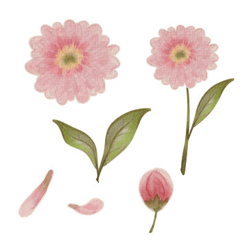 set of pink dahlia handdrawn water olor Illustration 