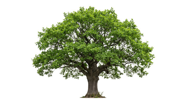 large green oak tree isolated on transparent background png